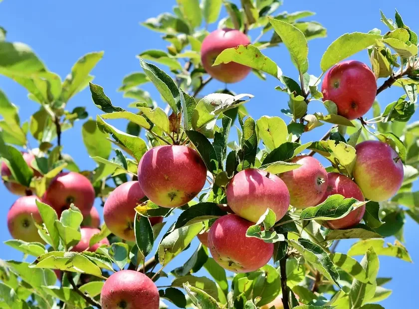 taille arbres fruitiers