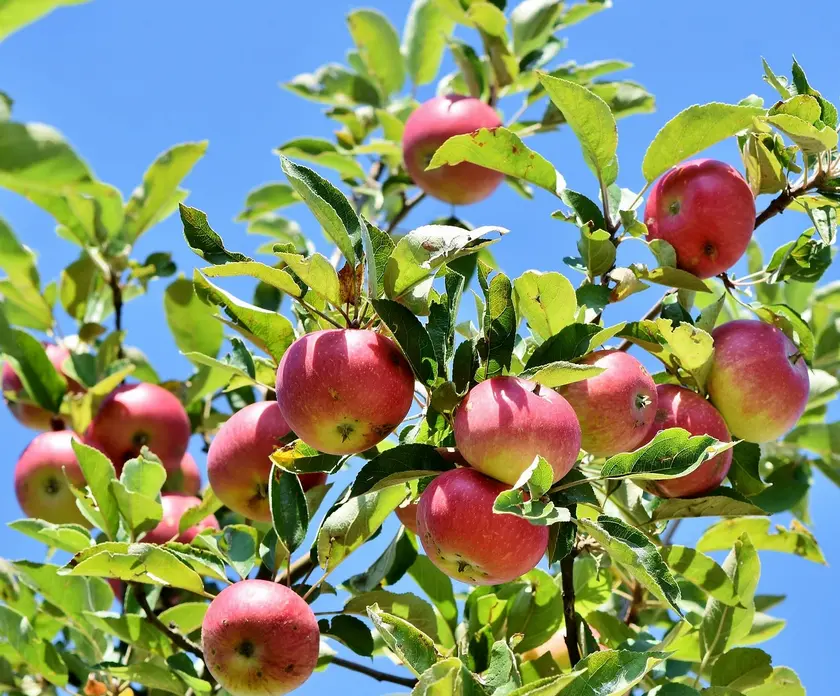 taille arbres fruitiers