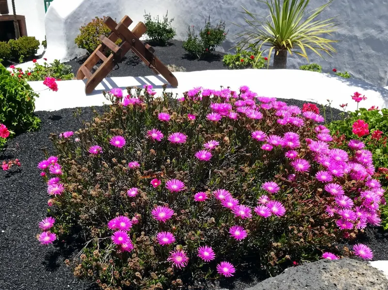 Massif de fleurs arrangé