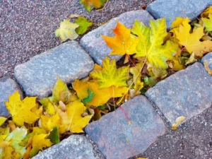 Jardinage à domicile : ramassage des feuilles