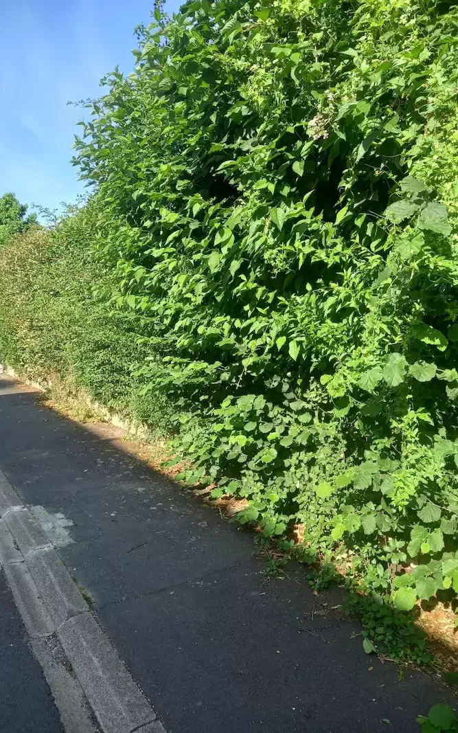 Taille de haie dans le Calvados: une haie au Fresne-Camilly avant l'intervention de Yucca